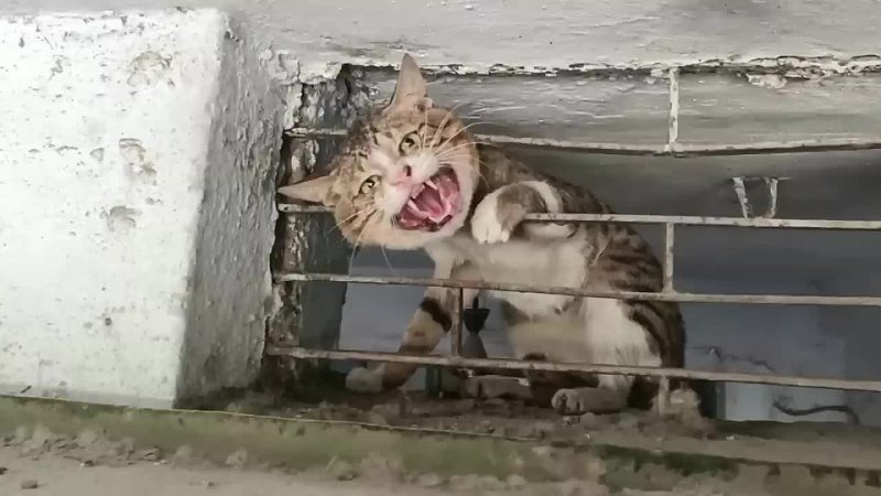 The Cats Head trapped in Metal Shop
