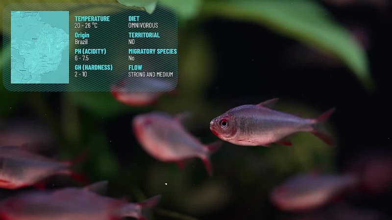 5 Centerpiece Fish For Every Aquarium Size 05122023175208 MPEG