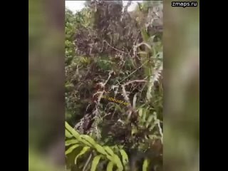 На видео, опубликованном в соцсетях, якобы показаны боестолкновения на границе Венесуэлы и Гайаны.