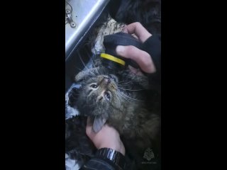 15 котов спасли в Крыму сотрудники МЧС
