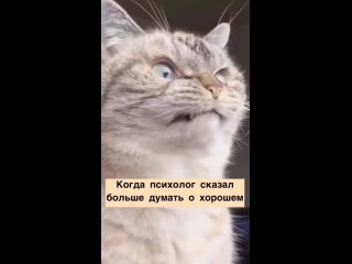 Video by ТАЙСКАЯ КОШКА. Объявления. Тайский котенок в дар