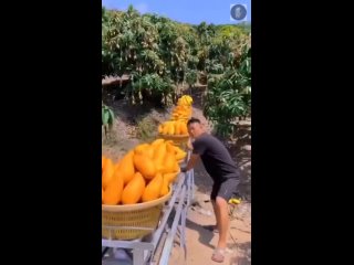 Урожай манго в Таиланде
