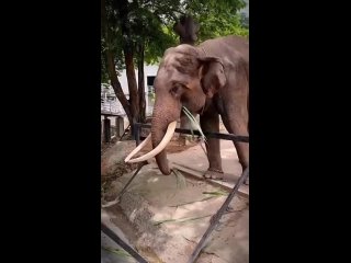 Открытый зоопарк Кхао Кхео в Паттайе Таиланде 2023 - Khao Kheow Open Zoo