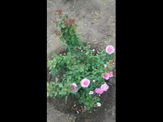 Английская роза 🌹 Энштейн Маринер. Первогодка, первая волна цветения.