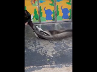 Пущай живут на воле..экзотическое животное..тоже, смотрю,поиграться любит.. - Антон Миньков