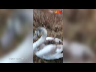 Лебедь-шипун, которого нашли в Ишимбайском районе оказался девочкой, ее назвали Василиса.