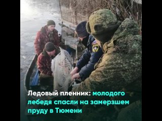 Ледовый пленник: молодого лебедя спасли на замерзшем пруду в Тюмени
