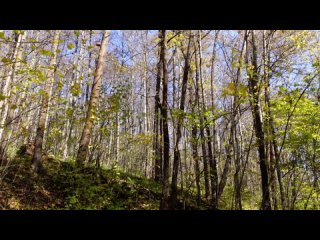 Широколиственные леса_ богатство, требующее восстановления (второе издание)-(1080p50)