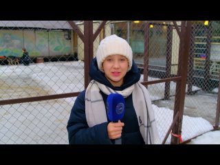 «НА СВЯЗИ!» Репортаж - Мороз и братья наши меньшие: как помочь животным в холода