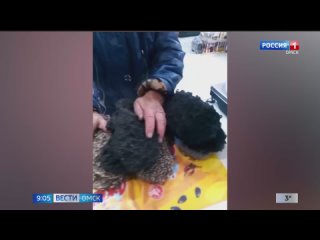 Баба Капа вяжет счастливые носки для омский бойцов в зоне СВО