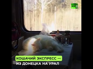 14 кошек переехали из Донецка на Урал