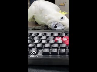 Пернатый сотрудник челябинского зоопарка получил в подарок клавиатуру и сделал из неё диджейский пульт