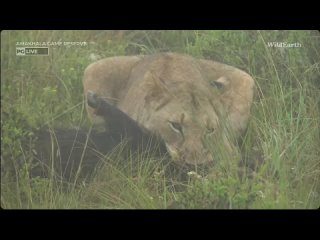 WARNING lioness live kills a bush pig, screenshots, WildEARTH, AM Jan 06 2024