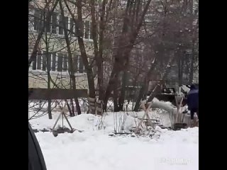 В заснеженном Петербурге сажают деревья и укладывают плитку