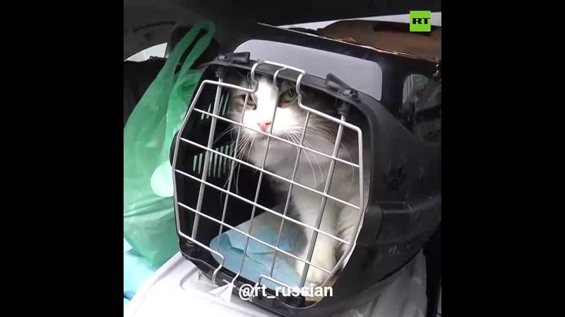 Коты и кошки из Донбасса находят новые дома благодаря