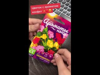 Цветок с ароматом конфет (Семена Алтая)