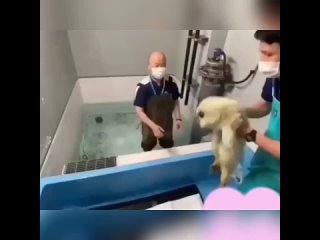 Малыш тюлень учится плавать