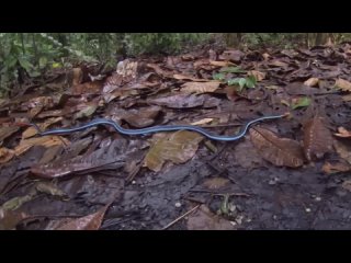 Calliophis bivirgatus, двухполосая желёзистая змея