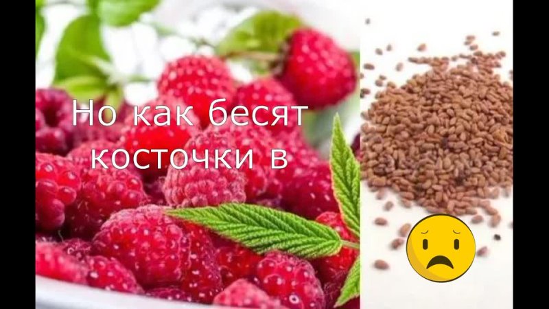 Как выглядят семена малины Как выглядят семена малины