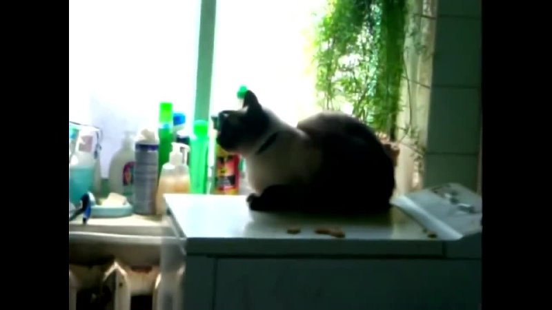 Fat Thai Cat Riding Old Washing