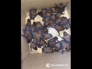 В квартире одного из домов в Ростове-на-Дону поселились три сотни летучих мышей.