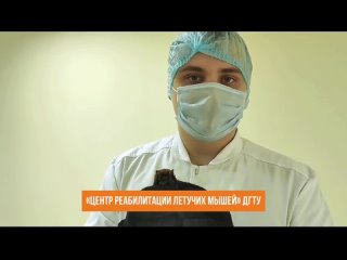 Видео от Центр реабилитации летучих мышей ДГТУ