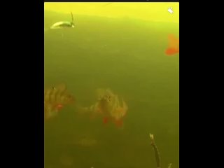 Видео от РЫБАЦКИЙ РЮКЗАК   рыбалка (720p).mp4