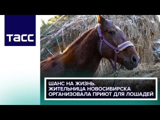Шанс на жизнь. Жительница Новосибирска организовала приют для лошадей
