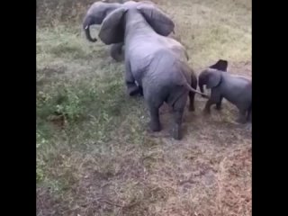 Защита слоненка