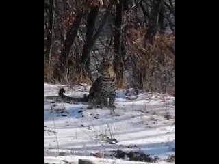 Трех дальневосточных леопардов встретили автомобилисты неподалеку от Уссурийска.