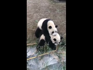 🐼 Это самое милое видео за сегодня 🖤