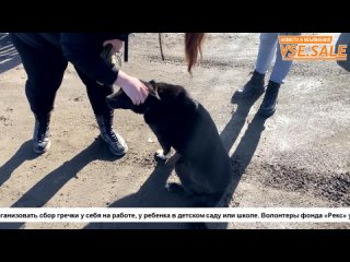 Зооволонтеры в Петрозаводске собирают гречку для животных, проживающих в приютах