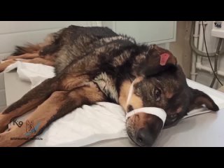 В Иркутске из пневматического оружия расстреляли собаку. Спасти ее не удалось