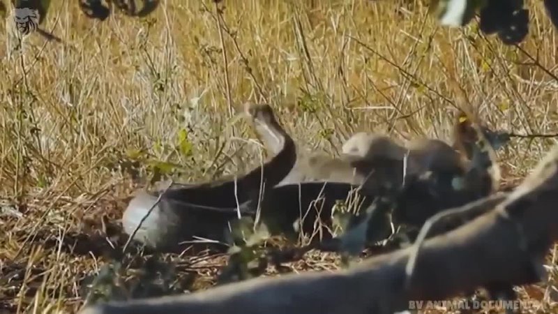 Crocodile Messed With The Wrong Snake, Wild Animals Attack