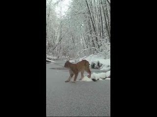 Видео от Вокруг света