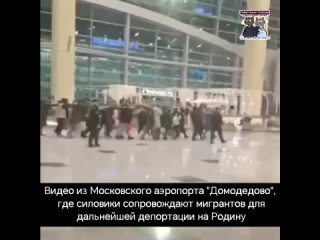 Видео из Московского аэропорта Домодедово, где силовики сопровождают мигрантов для дальнейшей депортации на Родину