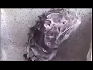 Крыса моется