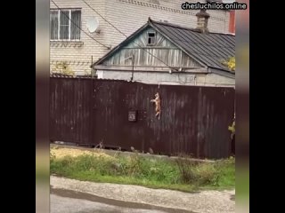 В Крымске живодёр убил кота и повесил его на свой забор   Котик нагадил мужику на крыльцо, что очень
