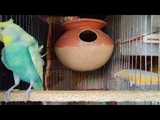 Спаривание японских волнистых попугаев и #budgerigar #bird