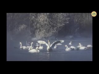 Алтай. Лебединое озеро на Алтае. Зимовка лебедей кликунов на озере светлое