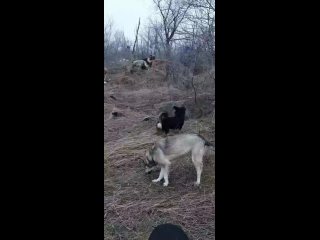 Видео от ДЕЛАЙ ДОБРО Бездомные Животные Волгодонска