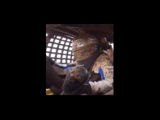 Как он их срывает по одному? Я б сразу все сорвал и сидел бы весь в говне 😄 - Дмитрий Федоров