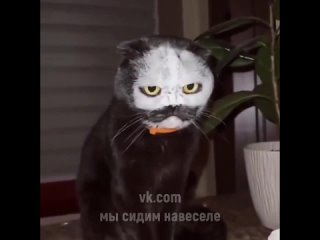 Кот Баскервилей