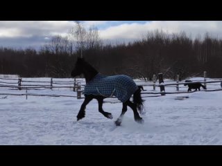 Фризская лошадь на прогулке зимой