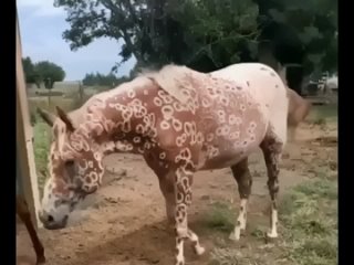 Аппалуза такая необычная