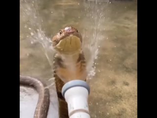 Королевская кобра проявляет большое пристрастие к водным процедурам, особенно к поливанию из шланга.