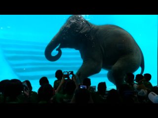 Слоненок CHAK удивляет детей своими водными трюками Паттайя Тайланд I Pattaya Thailand