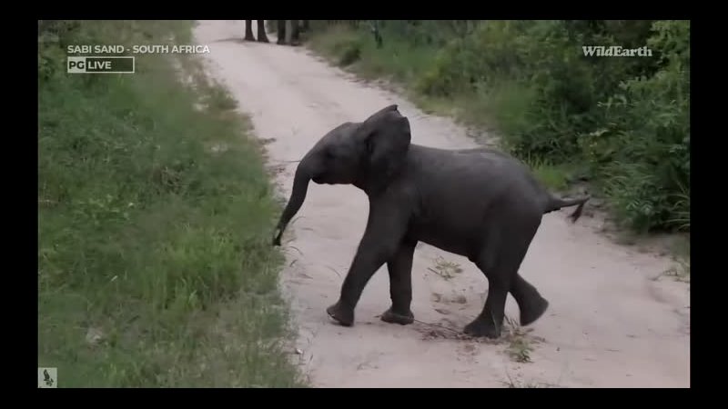 Wild Earth Playful and Inquisitive Young Elephants 8 янв