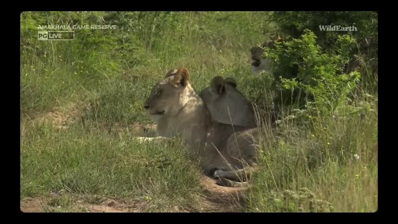 lions, Kerri Du Preez at Djuma, Wild EARTH, PM Jan 09