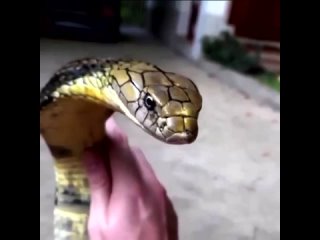 Оказывается, ядовитая кобра - одна из самых опасных змей в мире.